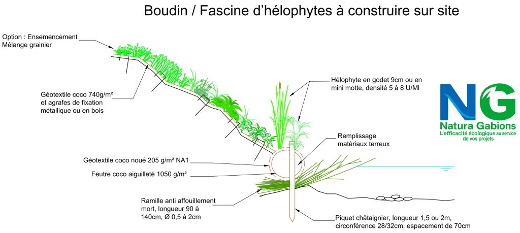 Coupe type Boudin Fascine d'hélophytes à construire sur site