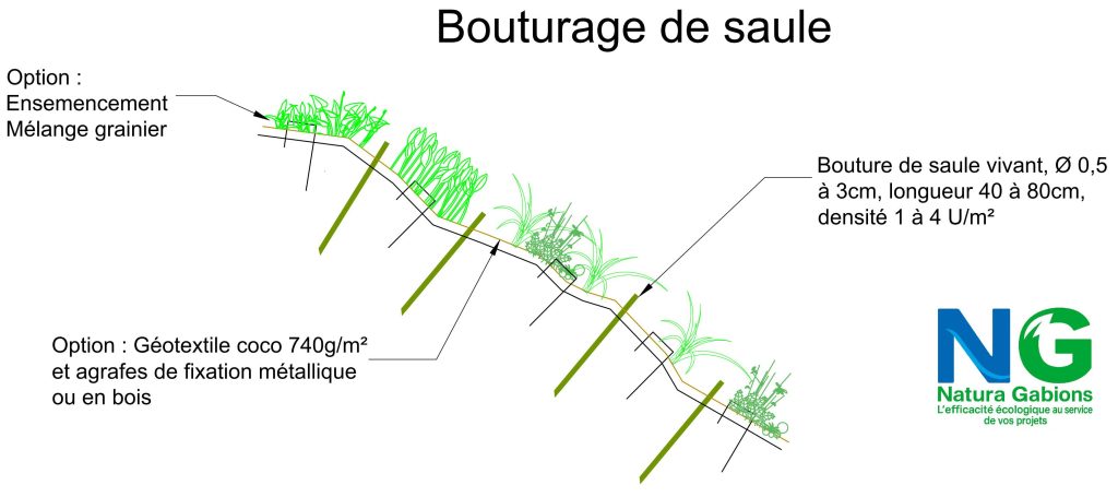 Coupe type Bouturage de saule Natura Gabions