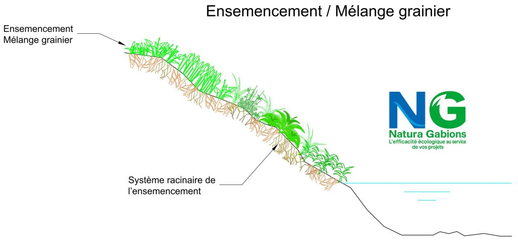 Coupe type Ensemencement - Mélange grainier