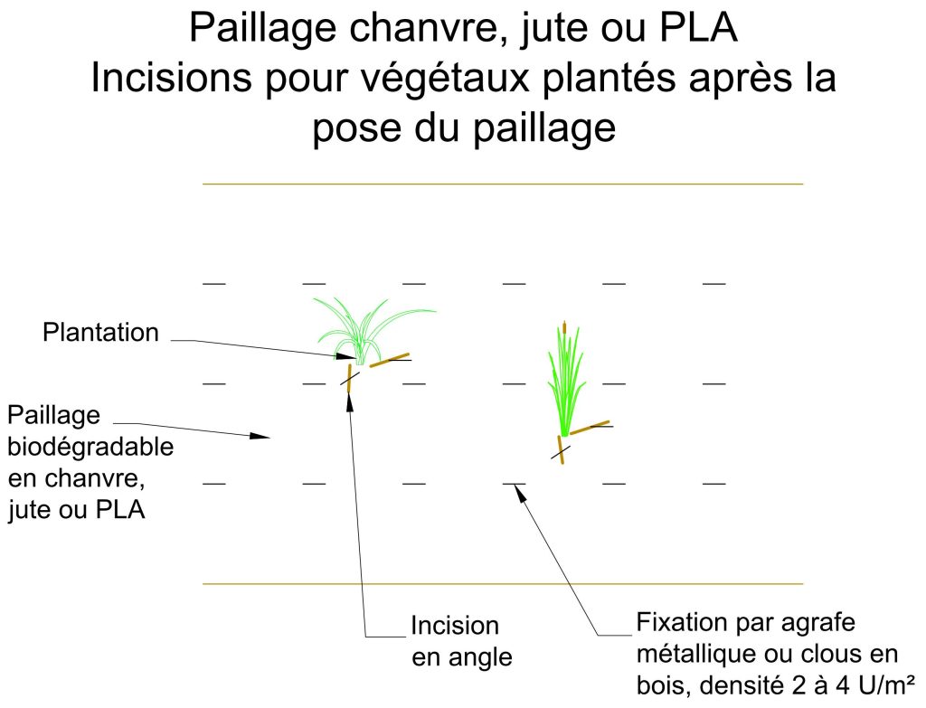 coupe type Paillage chanvre jute PLA Incisions végétaux plantés après la pose du paillage