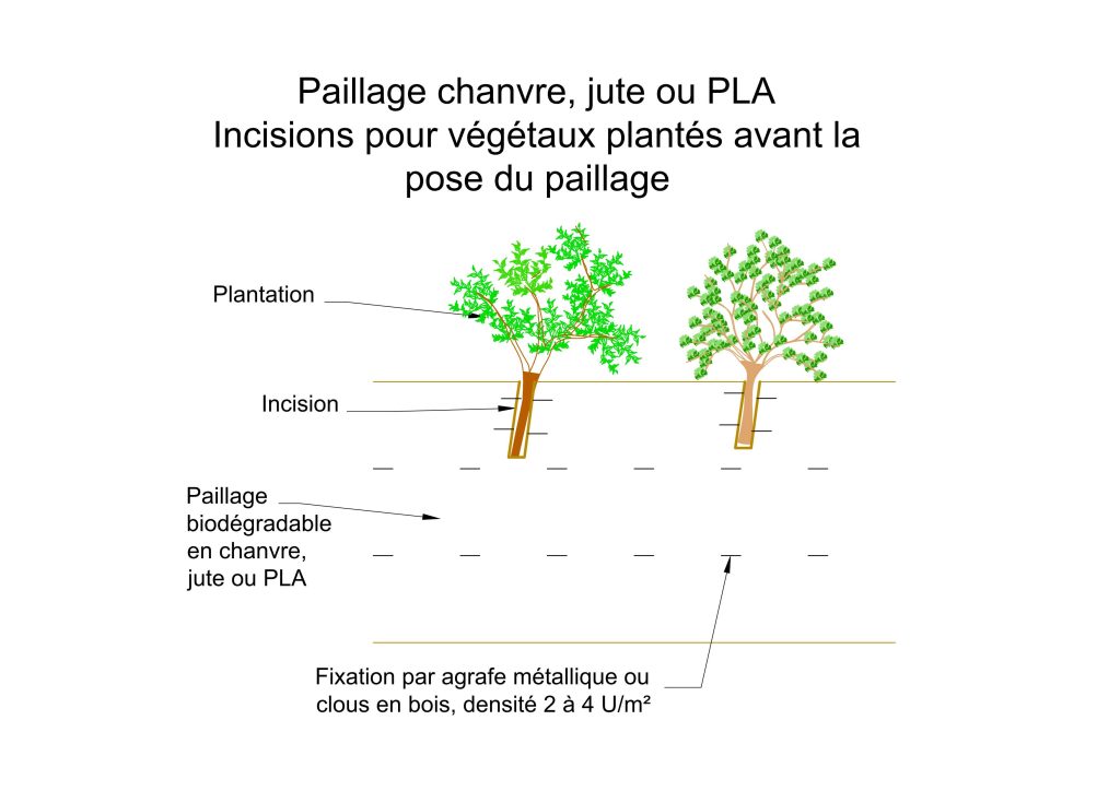 Coupe type Paillage chanvre jute ou PLA Incisions pour végétaux plantés avant la pose du paillage