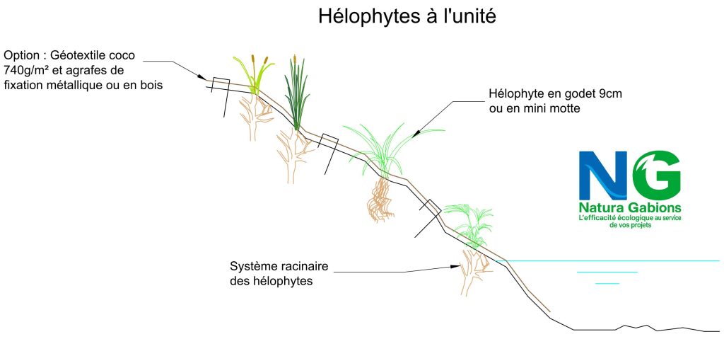 Coupe type Hélophytes à l'unité