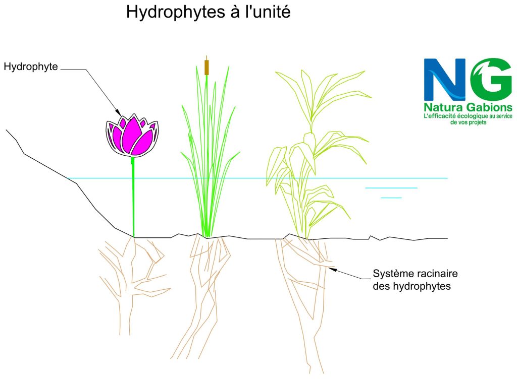 Coupe type Hydrophytes à l'unité