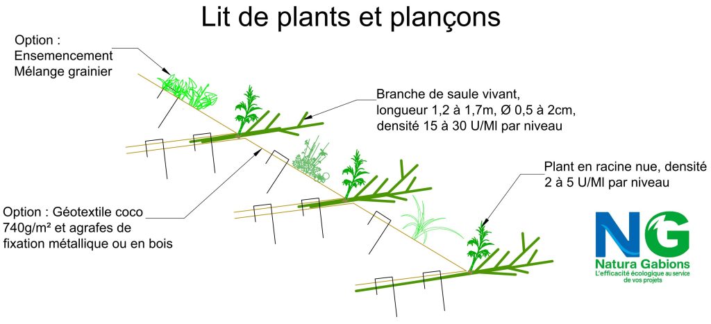Coupe type Lit de plants et plançons