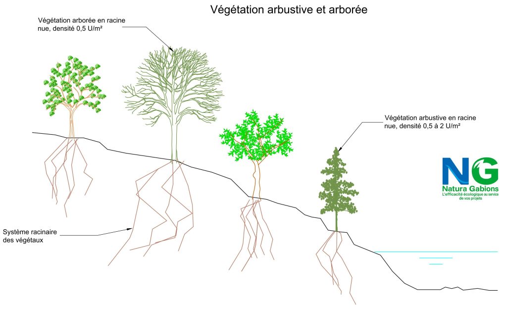 Coupe type Végétation arbustive et arborée