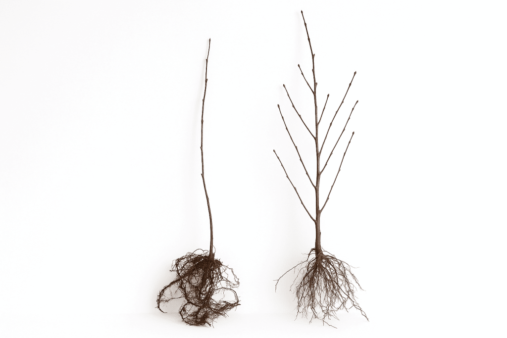 Végétation arbustive et arborée Natura Gabions