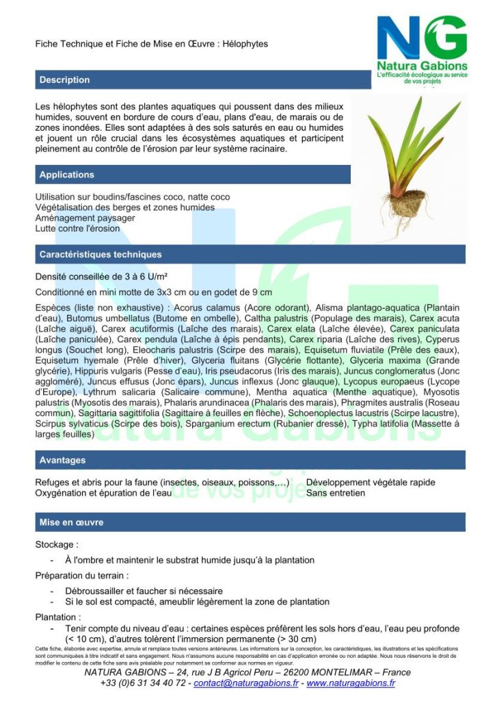 fiche technique et mise en oeuvre helophytes